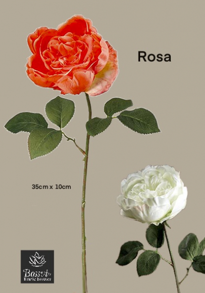 SINGLE ENGLISH ROSE. 38 cm. Coral