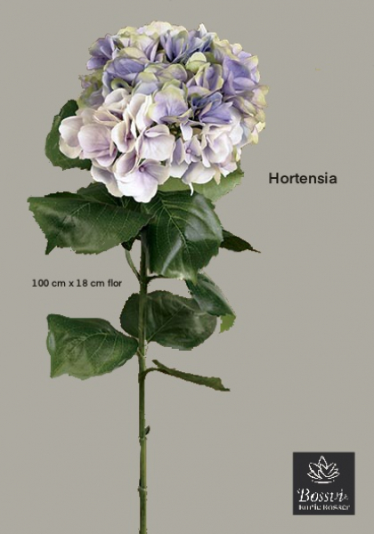 HORTENSIA x 1 - 10 h. 104 cm. Lavanda.