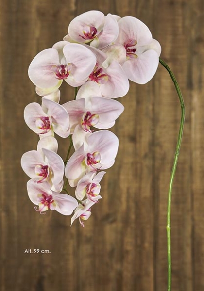 PHALAENOPSIS. 99 cm. Salmón