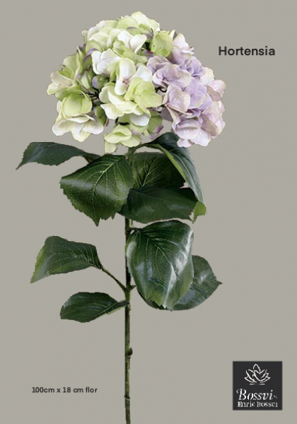 HORTENSIA x 1 - 10 h. 104 cm. Malva Cl.