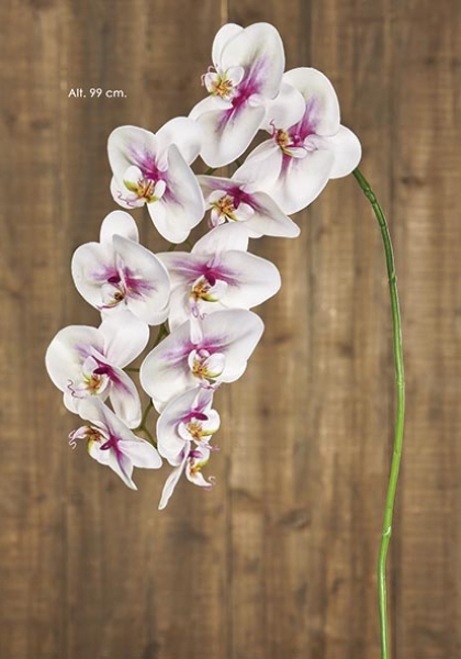 PHALAENOPSIS. 99 cm. Crema