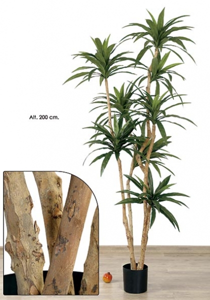 MACETA DRACAENA x 8. 200 cm. Verde