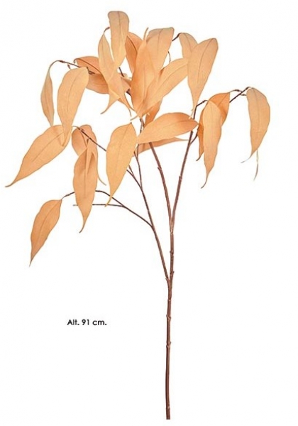 EUCALYPTUS CAMALDULENSIS. 91 cm. Apricot