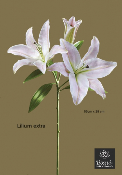 LILIUM FLOR & BUD. 100 cm. Mixturado