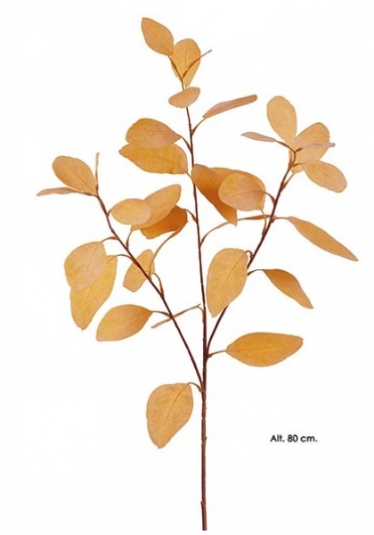 RAMA EUCALYPTHUS x 3. 80 cm. Apricot