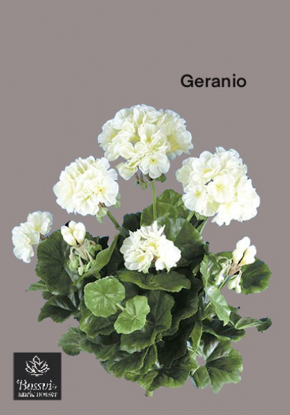 MATA GERANIUM. 39 cm. Crema.