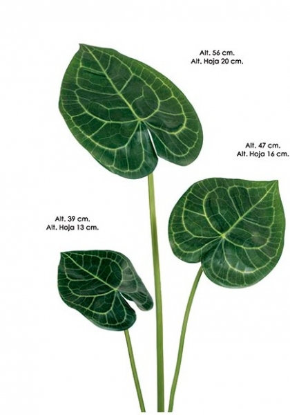 HOJA ANTHURIUM Me. 44 cm. Verde.