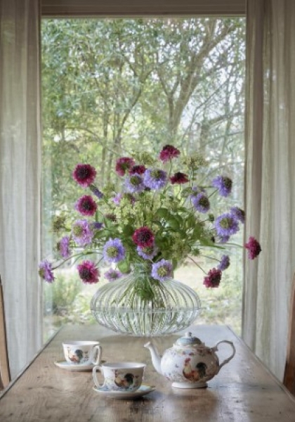 SCABIOSA x 3. 66 cm. Cereza