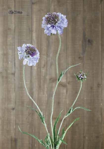 SCABIOSA x 3. 66 cm. Lavanda