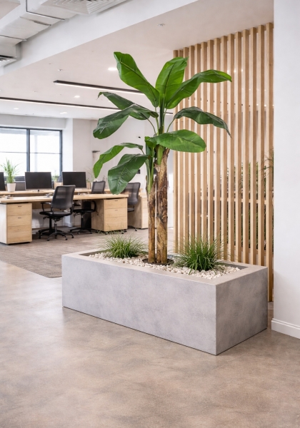 BANANA TREE x - 17h. 180 cm. Verde