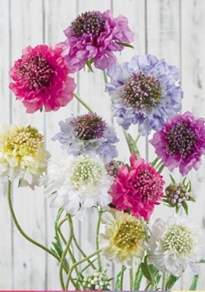 SCABIOSA x 3. 66 cm. Crema