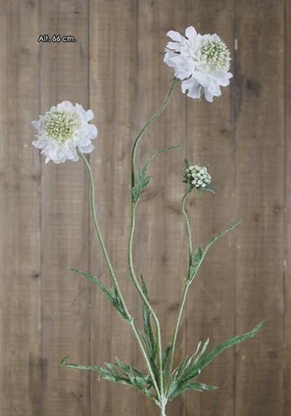 SCABIOSA x 3. 66 cm. Crema