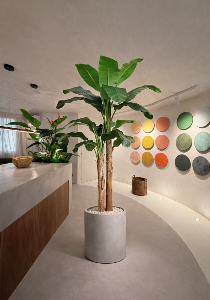 BANANA TREE x - 18h. 210 cm. Verde