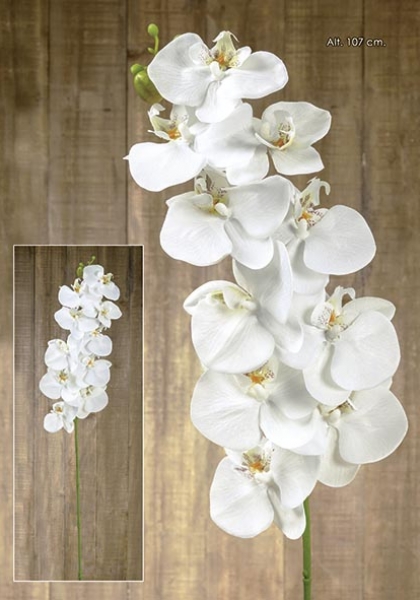 PHALAENOPSIS x 10. 107 cm. Crema.