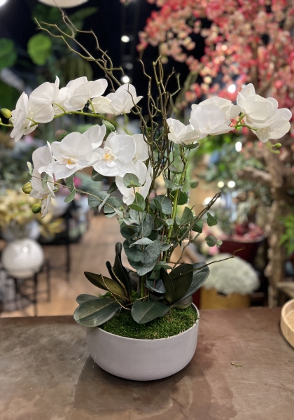 PHALAENOPSIS x 10. 107 cm. Crema.