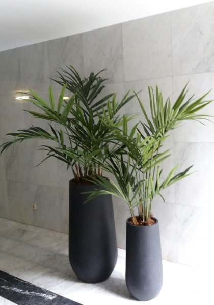 KENTIA PALM x 260 h. 180 cm. Verde.