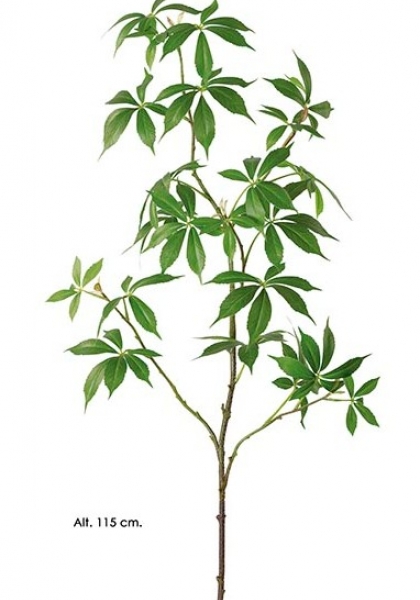 SCHEFFLERA ARBORICOLA. 115 cm. Verde