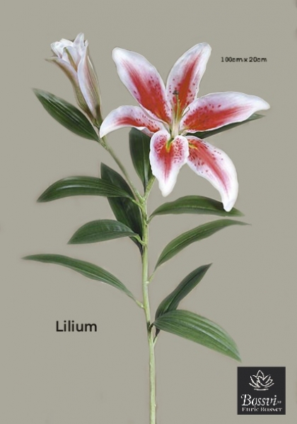 LILIUM x 2, 2 cap. 86 cm. Fucsia.