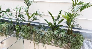 plantas decorativas para interiores