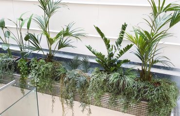 plantas decorativas para interiores